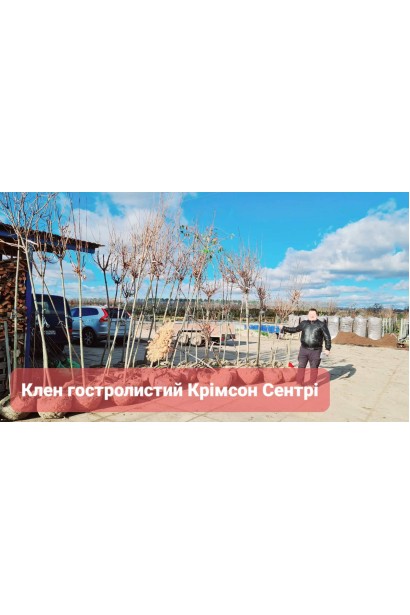 Клен гостролистий Крімсон Сентрі - конт/вис.240-260см/Ø50-60см/ШТАМБ 160-210см/обхват 8-10см